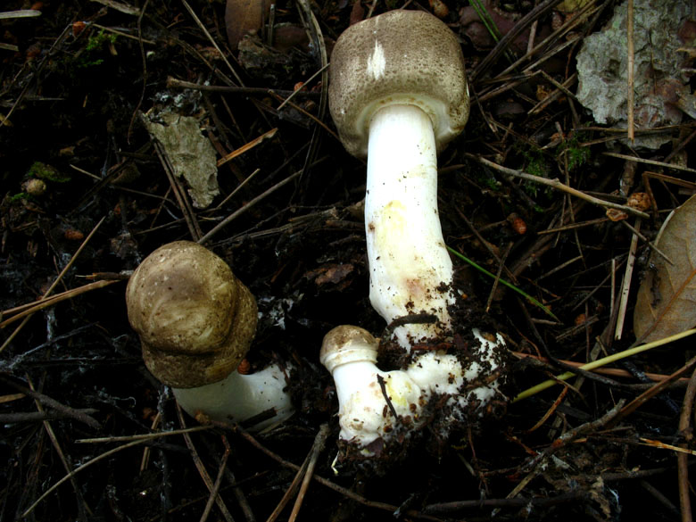 Agaricus praeclaresquamosus